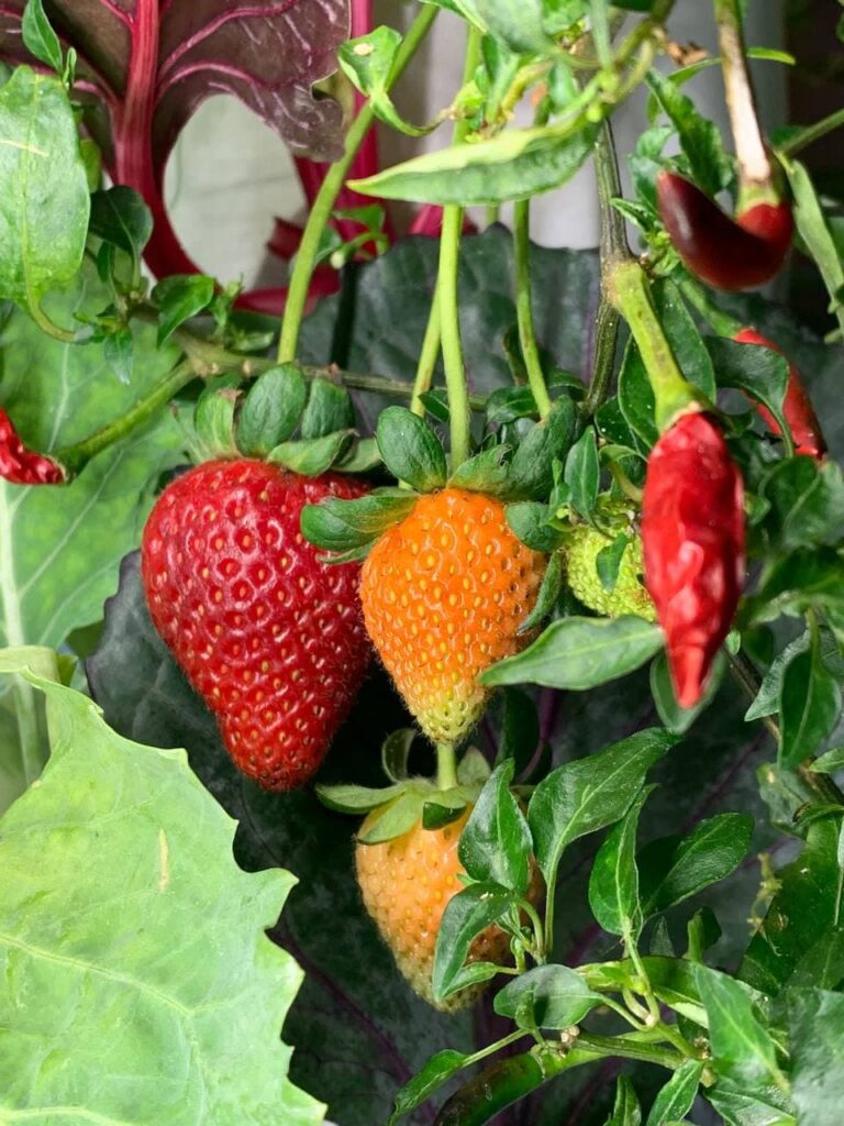 greenyGARDEN MASTER - Erdbeeren greenyGARDEN MASTER - Erdbeeren
