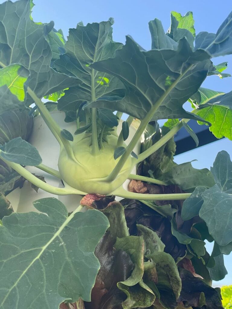 greenyGARDEN MASTER - Kohlrabie greenyGARDEN MASTER - Kohlrabie