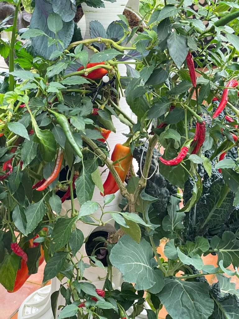 greenyGARDEN MASTER - Paprika und Peperoni greenyGARDEN MASTER - Paprika und Peperoni