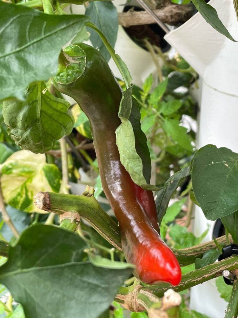 greenyGARDEN MASTER - Paprika greenyGARDEN MASTER - Paprika