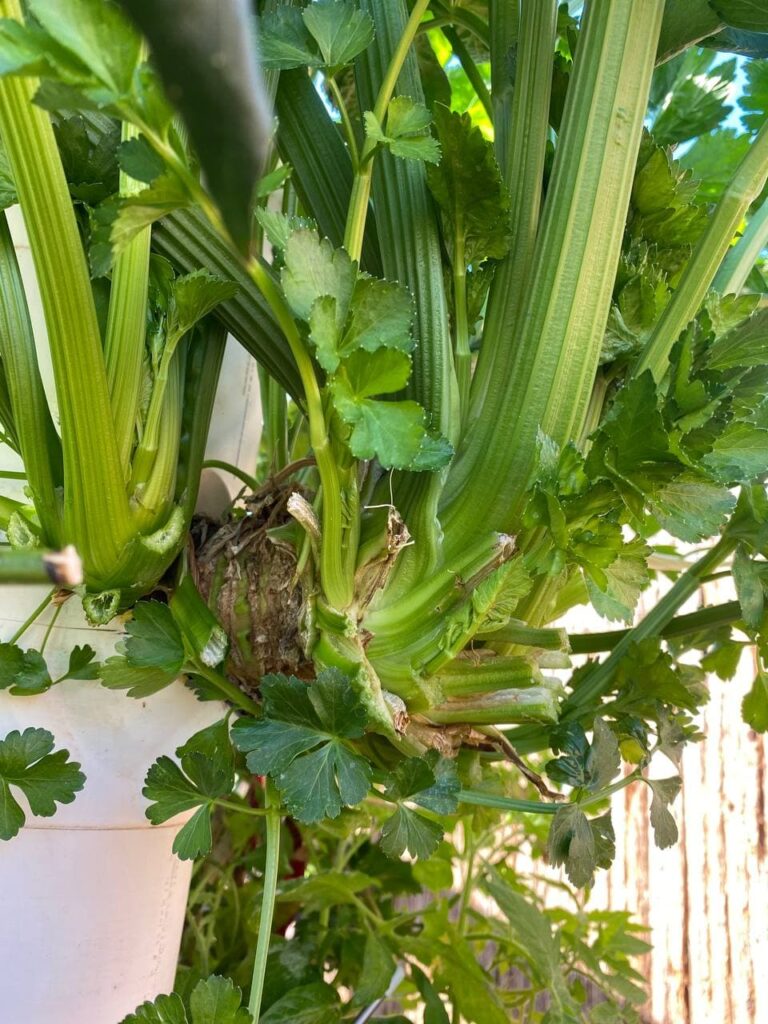 greenyGARDEN MASTER - Sellerie greenyGARDEN MASTER - Sellerie