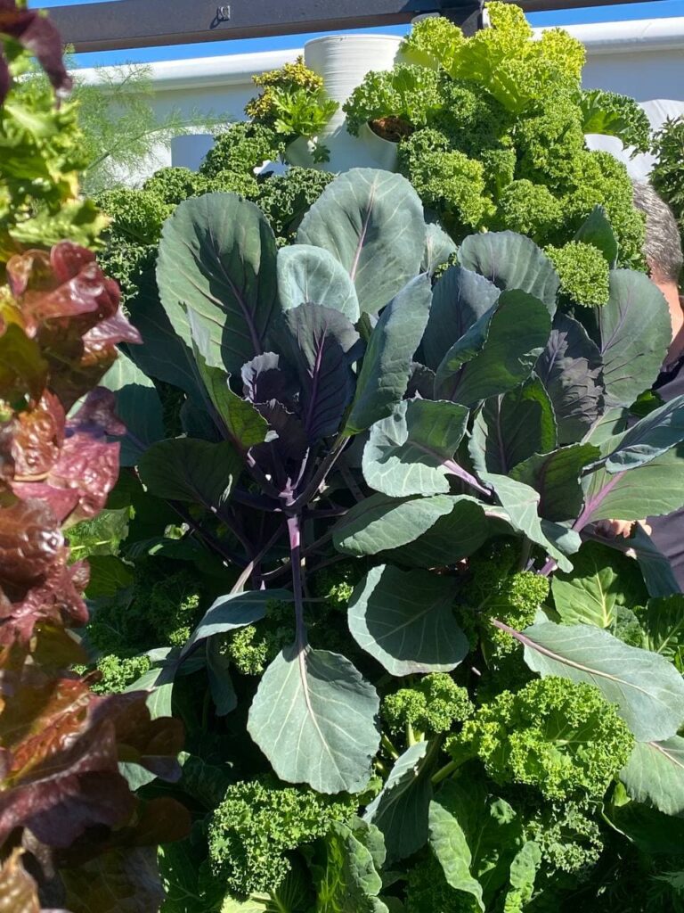 greenyGARDEN MASTER - Salat greenyGARDEN MASTER - Salat