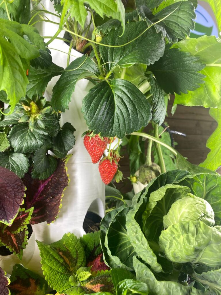 greenyGARDEN MASTER - Salat und Erdbeeren greenyGARDEN MASTER - Salat und Erdbeeren